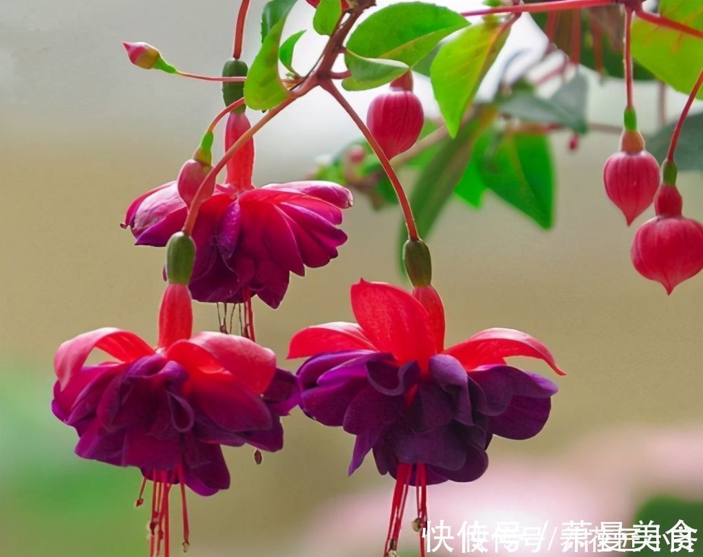 养花高手都具备的“好习惯”，新手如果坚持下来，花会越养越好