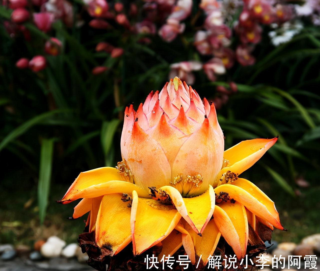 金色“大莲花”好看还好吃,“巨大神秘”的花,你肯定没见过