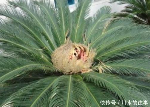 咳嗽|冬季总是容易咳嗽,此果坚持每天吃2个,清润肺部、止咳化痰