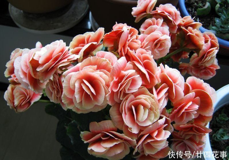 根系|这花冬天会“开挂”,养室内狂开花,一朵能开1个月,堪比塑料花