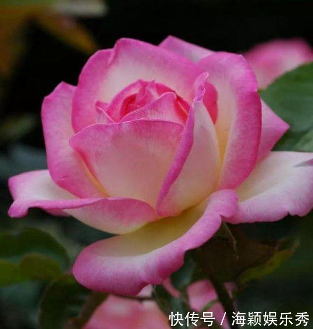 此款花卉,花艳易爆盆,开花幽香暗淡,养盆放阳台美极了