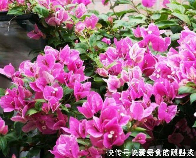 4种福运花,自带福气好养活,随便一养成花海,太美了!