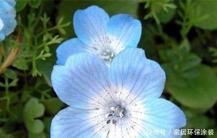 4种花花朵硕大,花期长,家庭理想花卉盆栽,你最喜欢哪一种