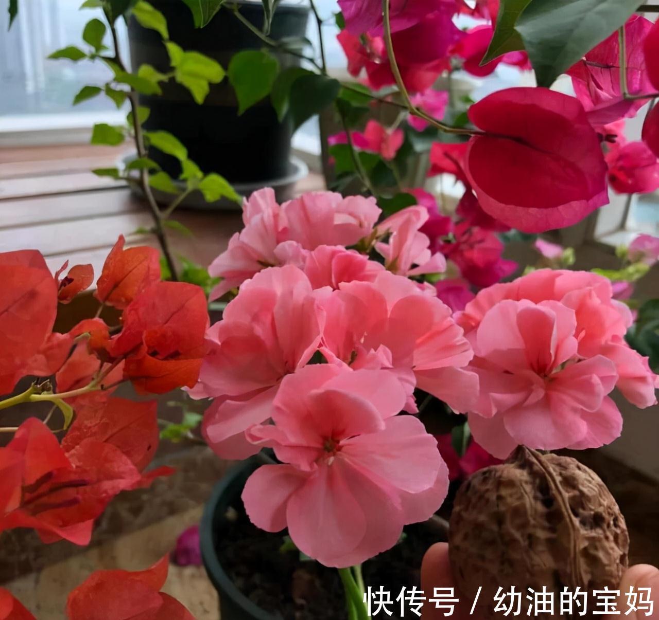 这“三种花”需要旱养,不能被雨淋,叶子也不能沾水,可别大意了