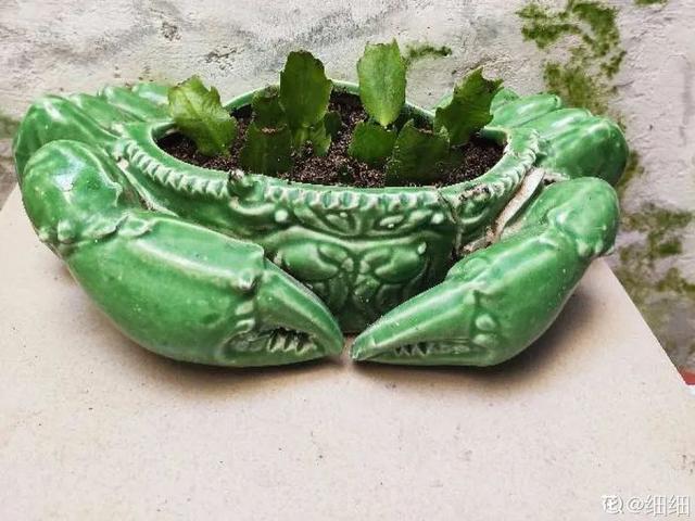 家里养盆虎皮兰,小花盆、挤着养,疯狂开花爆小崽!