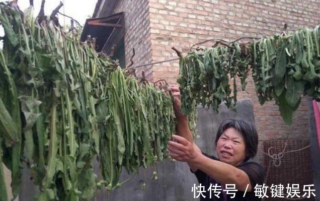 蒲公英水|高二女生,因一壶蒲公英水,被送入医院,蒲公英泡水,有4大禁忌