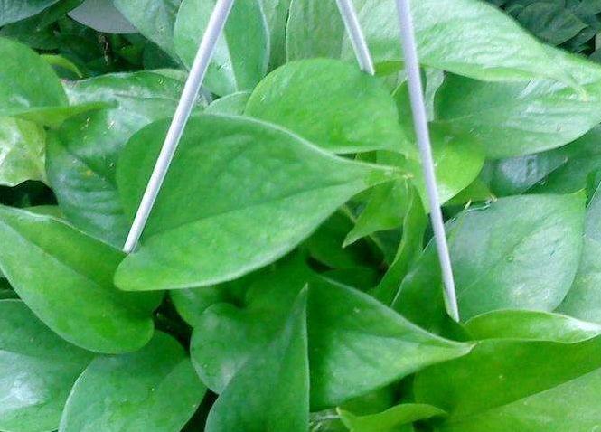 想要绿萝长得好,只需浇5种水,不施肥就能轻松长爆盆