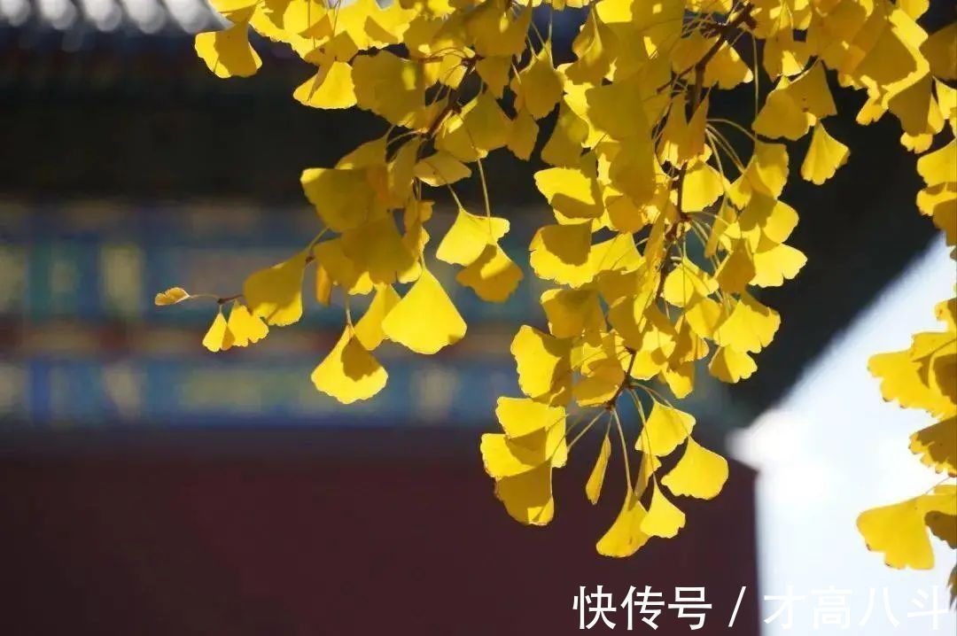 白居易$刘禹锡这首诗,短短4句,笑中带泪,道尽一生委屈,令人唏嘘!