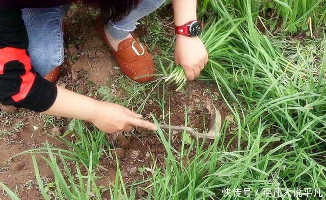 要想韭菜吃不完,掌握两个小妙招,一个星期后又是一茬