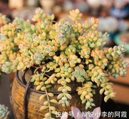 6种香味浓郁的多肉植物,每一种都适合新手,随便一养就能出状态