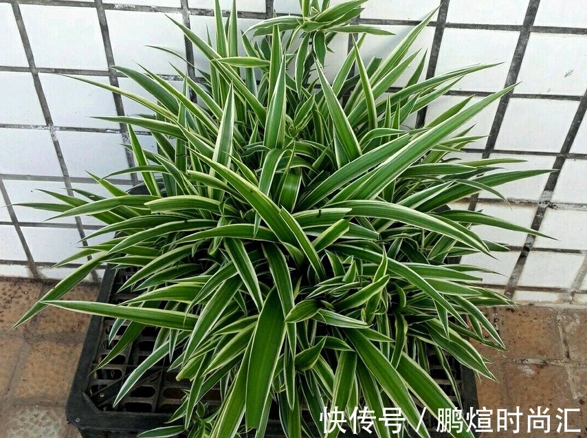 淘米水|这种自制高氮肥，用好了，比淘米水、啤酒水效果好得多