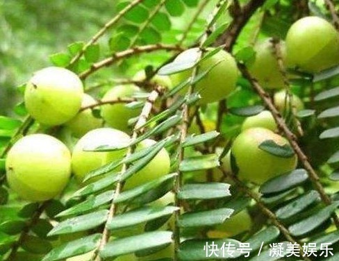 清热解毒|立秋后,每晚当零食吃一把,清热解毒,咳嗽不咳,常吃不显老