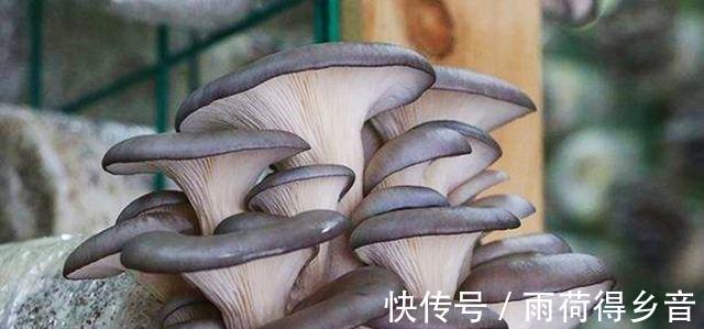 做法|冬季多吃蘑菇,教你1个好吃做法,3天不吃就嘴馋,太香了!