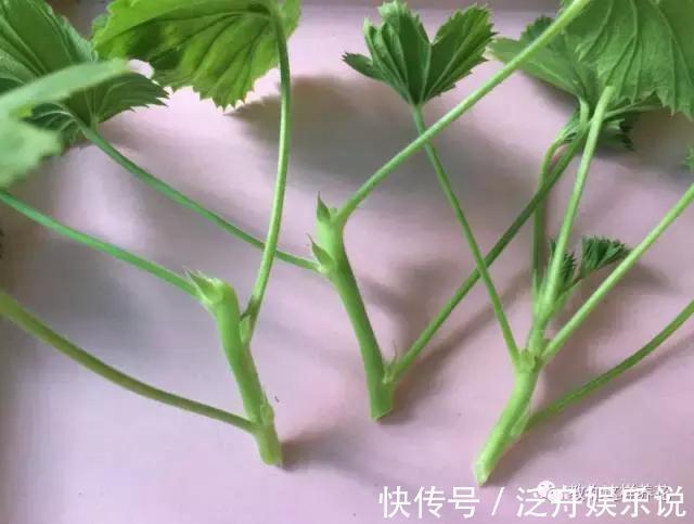 托盘|3种花太贵，别再买了，剪几个枝就能扦插几十盆！