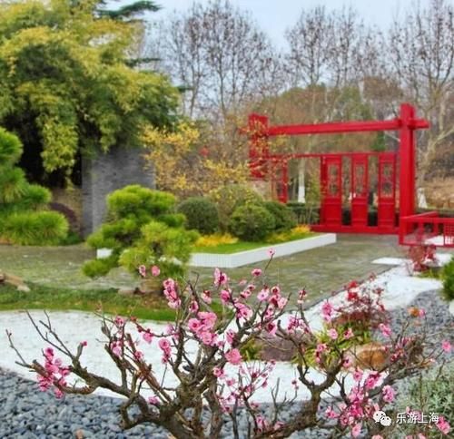 老年|上海这些赏梅地！有空时不如去逛逛爱申活暖心春