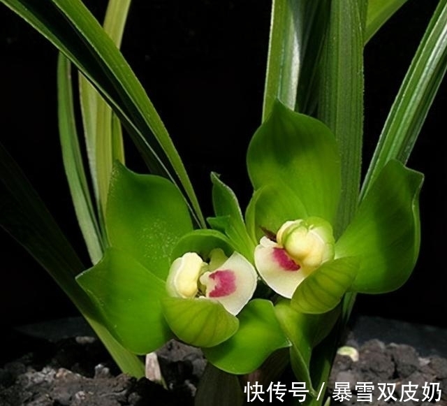 大唐盛世|此兰有着“春兰皇后”之美誉，花型新奇，花香馥郁，好易养活