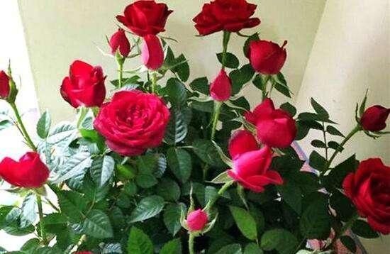 绿萝茉莉……夏天这么养,跟打激素一样疯长不停