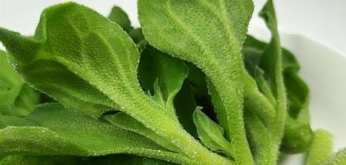  养颜|对身体很好的3种食物，排毒养颜、滋补身体，有益健康！