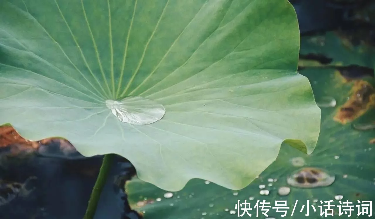 一篇读懂（清水出芙蓉）清水出芙蓉,天然去雕饰写的是什么花 第8张