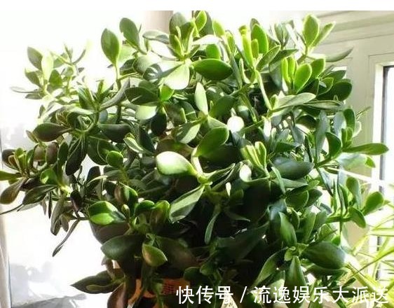玉树|玉树不开花老花农教你这样养,叶片饱满圆润,绿油油的