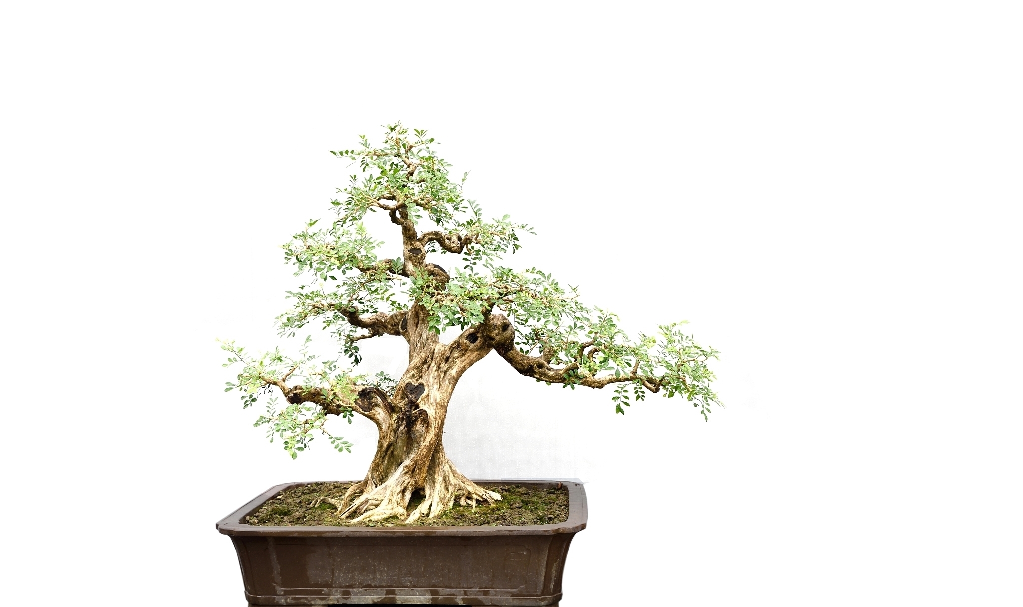 树型|要想盆景后期造型好,前期审桩很重要