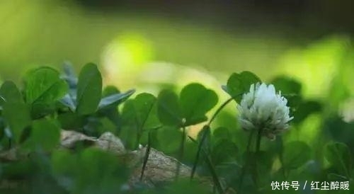 小时候总在四处寻找的幸运草,这次总算可以全部带回家了