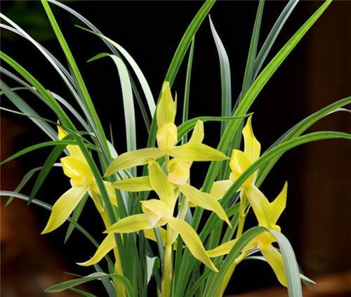 根系|冬天养兰花,要正确浇水,小心伤了“根本”,花期不开花