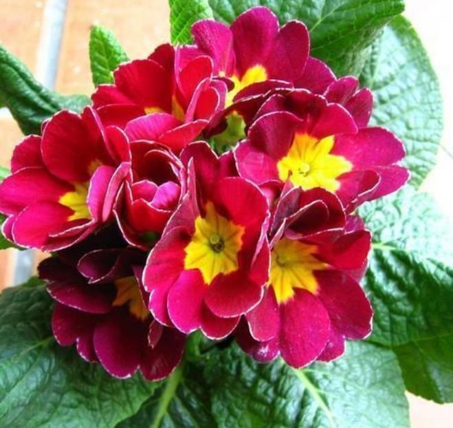 夏天养此款花卉，随便一养成花海，花开一茬接一茬！