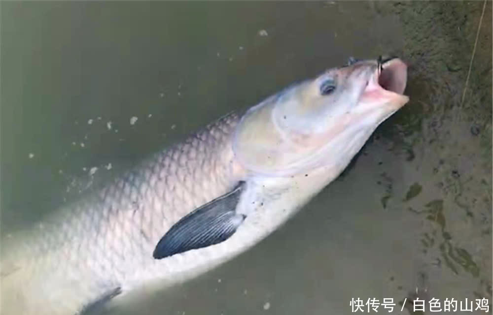 技巧|钓鱼技巧:鱼钩有宽门、长柄之分,在野钓中应该如何选择?