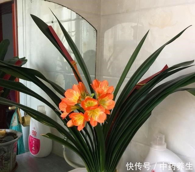 君子兰摆放“3禁忌”,避开它,根壮叶绿!