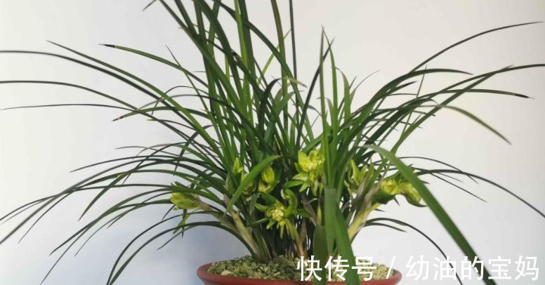 退休老夫妻传授经验:冬天暖房养兰花,抓住这3点很关键