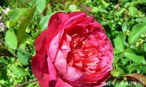 喜欢菊花,不如养“珍品玫瑰”布里顿玫瑰,红艳欲滴,窈窕妩媚!