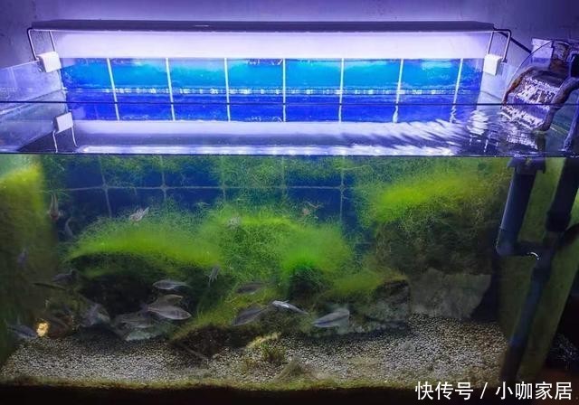 硝化细菌|只要鱼缸水质不好就是异养菌爆发,为什么一喂鱼,立刻水就混了?