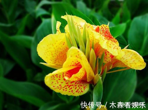 繁花似锦@此花叶似芭蕉花似蝴蝶,繁花似锦曼窕轻舞,寓意着美好的未来