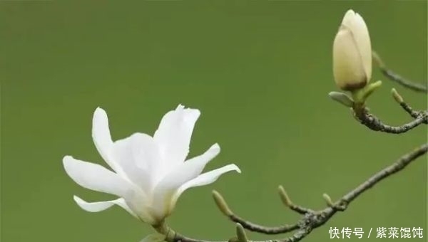 蒲公英，被称为“药草皇后”，请记住“6功效、7搭配、8禁忌”