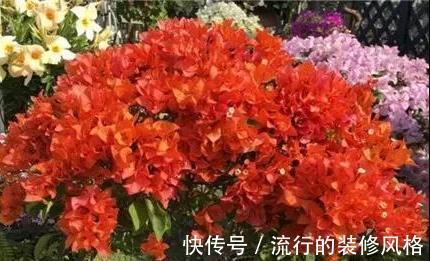 茉莉花|家里养殖的花卉在度夏时,最怕的不是温度高,而是怕乱浇水