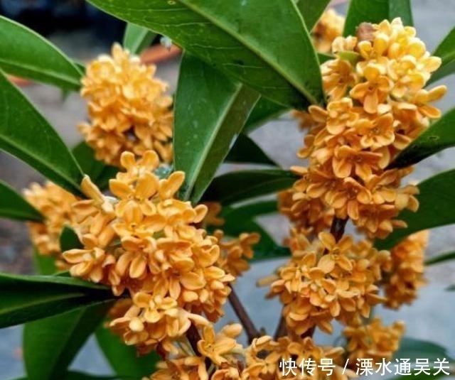 桂花怎样繁殖快?“扦插”最靠谱,教你扦插小技巧