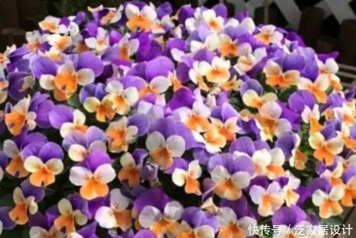 4种漂亮花，是花卉中的“佼佼者”，花大色艳，全年开花不断！