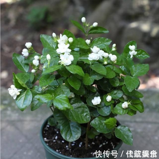 发黄|茉莉出现特殊“黄叶”，用“特殊”液体浇，一浇就发绿花朵呼呼冒