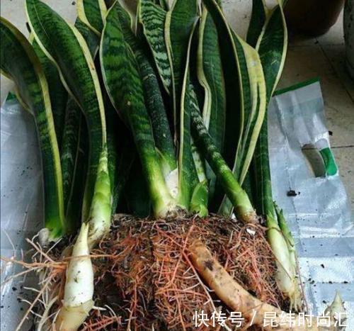 圆叶虎皮兰|虎皮兰进入8月经常“饿”,从三个方面喂饱它,才爱出小芽