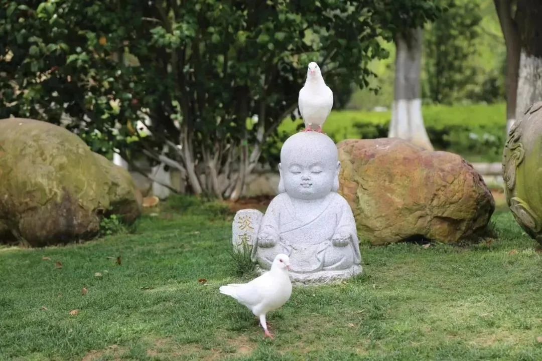 老和尚|刚信佛,挫折逆境全来了,是什么原因看梦参老和尚怎么说