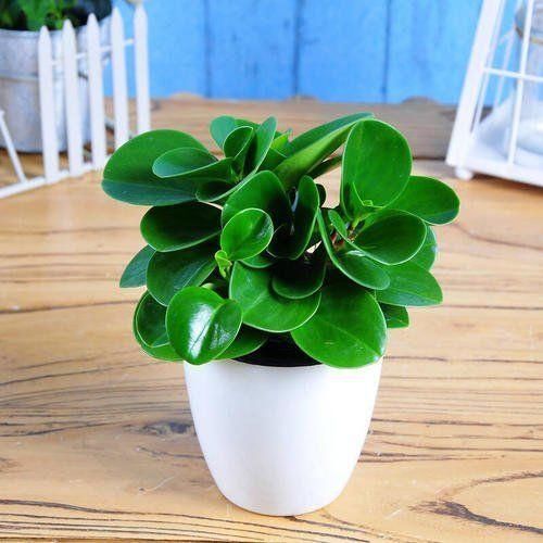 4种厚脸皮花,不能长成高个子,一长高就剪,越剪越健康