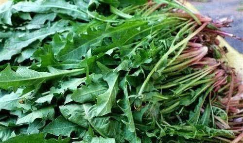 人到中年想长寿，常吃以下食物，健胃消食，降压减脂，好处多多