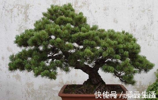 花草|富贵人家爱摆“6种花”,不仅外形美,还越养越值钱,再贵也要买!