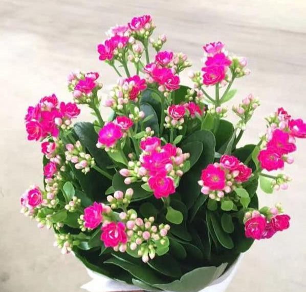 休眠|这6种花,夏天要休眠,浇水越多死得越快