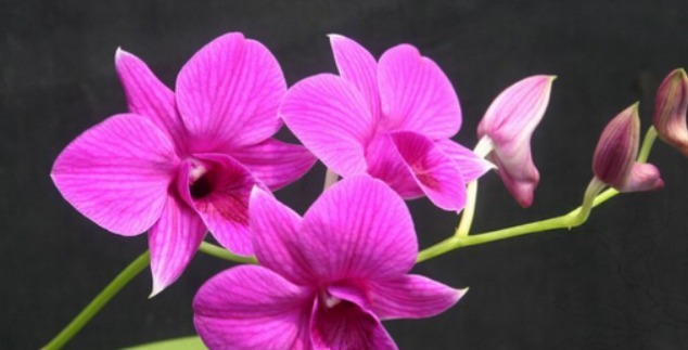 新手养花,就养花开红艳,直接爆园的花卉,一开半年!