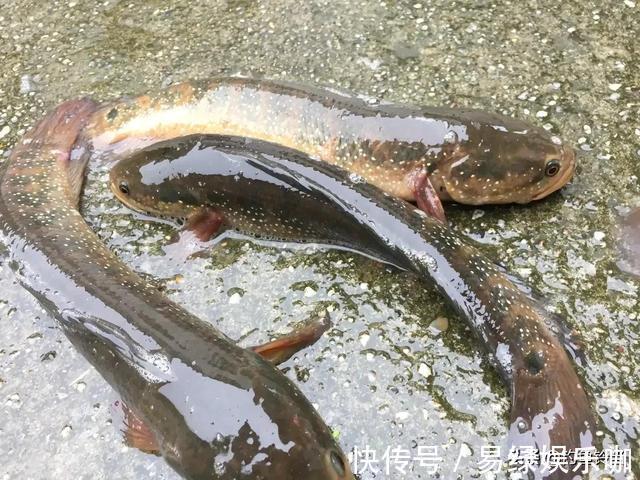 小鱼|入侵长江的新物种?专门吃小鱼小虾?它是土生土长的原生鱼