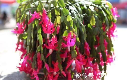 秋冬养蟹爪兰，做好4件事，叶片肥又绿，花开满枝头！