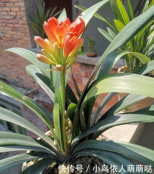 农村大哥,专门挖这种土养花,不花钱开花真旺