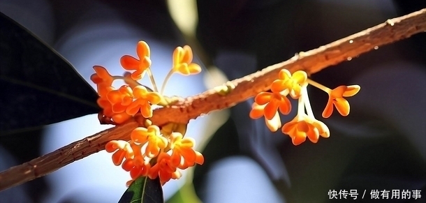 涵养|名字：10个气质高雅的道德经宝宝名字，既有大家风范，又有涵养